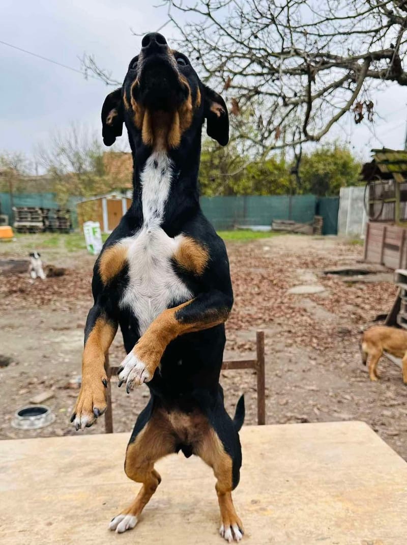 🌟 Mullie – het zonnestraaltje dat je hart verovert! ✨🐾