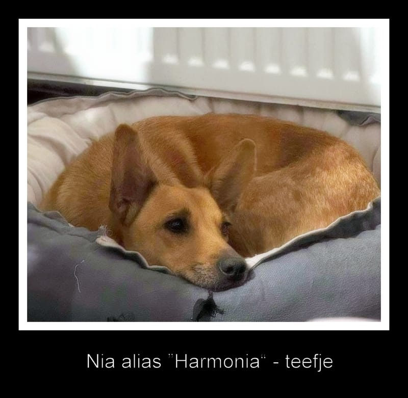 🌸 NIA: een zacht karakter met een hart van goud ✨🐾