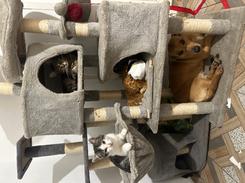 🌸 NIA: een zacht karakter met een hart van goud ✨🐾