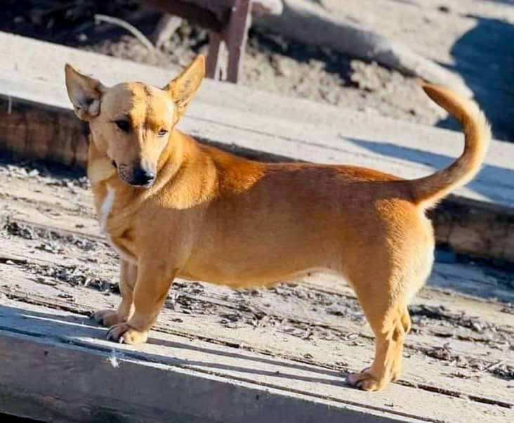 🌸 NIA: een zacht karakter met een hart van goud ✨🐾