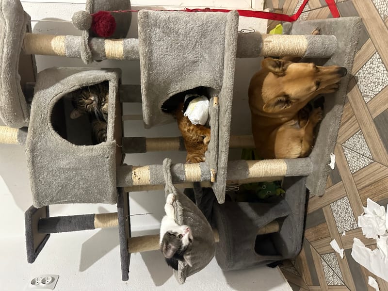 🌸 NIA: een zacht karakter met een hart van goud ✨🐾