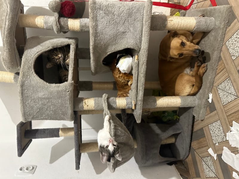 🌸 NIA: een zacht karakter met een hart van goud ✨🐾