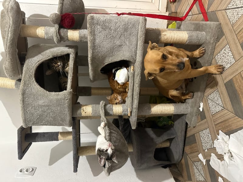 🌸 NIA: een zacht karakter met een hart van goud ✨🐾