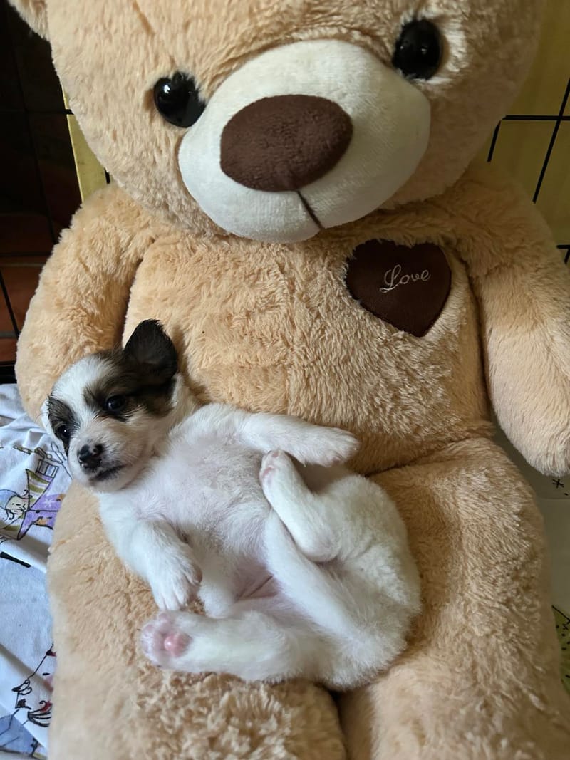 *** GEADOPTEERD ***  L I  L Y   (te bezoeken 3020 Herent - België)   