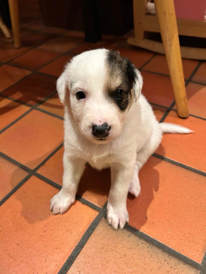 J A C K   *** GEADOPTEERD  ***   (te bezoeken 3020 Herent - België) 