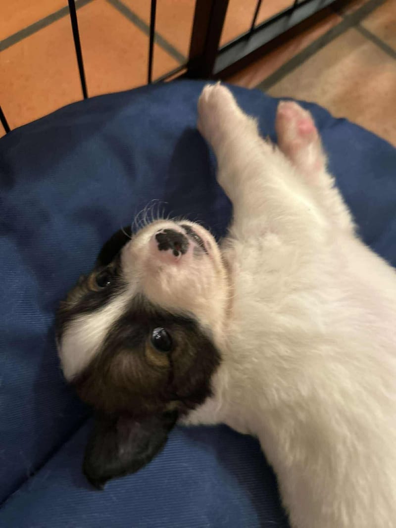 *** GEADOPTEERD  *** J E F F R E Y (te bezoeken 3020 Herent - België) 