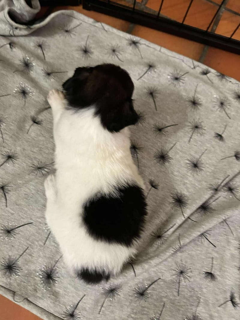 *** GEADOPTEERD ***  S H E R L O C K  (te bezoeken 3020 Herent - België) 