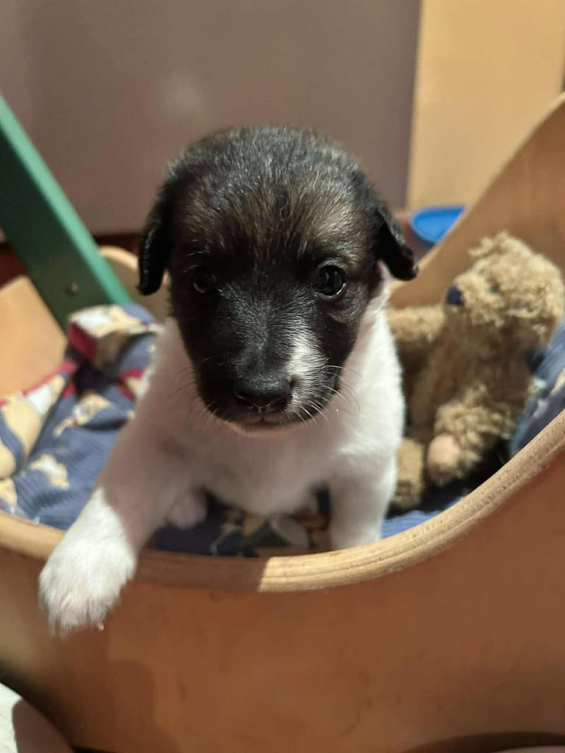 *** GEADOPTEERD ***  S H E R L O C K  (te bezoeken 3020 Herent - België) 