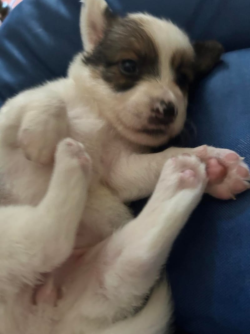 *** GEADOPTEERD ***  L I  L Y   (te bezoeken 3020 Herent - België)   