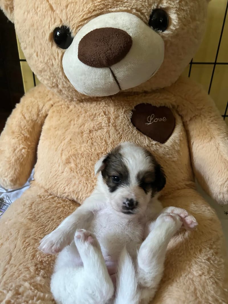 *** GEADOPTEERD ***  L I  L Y   (te bezoeken 3020 Herent - België)   