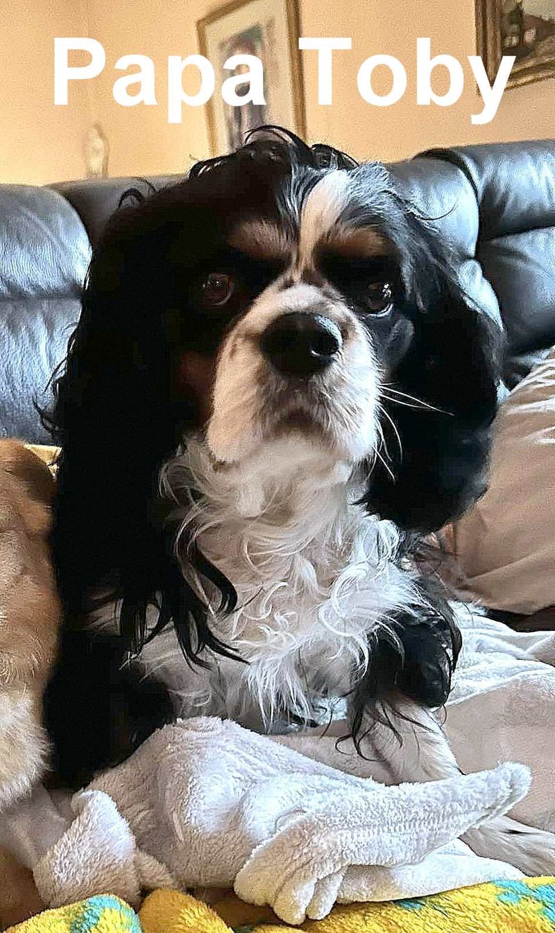 *** GEADOPTEERD *** W A T S O N  (te bezoeken 3020 Herent - België ) 