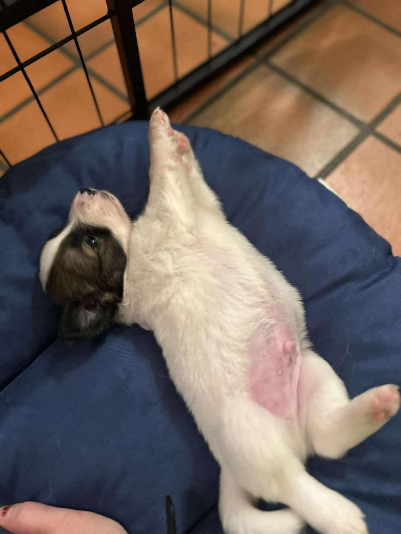 *** GEADOPTEERD  *** J E F F R E Y (te bezoeken 3020 Herent - België) 