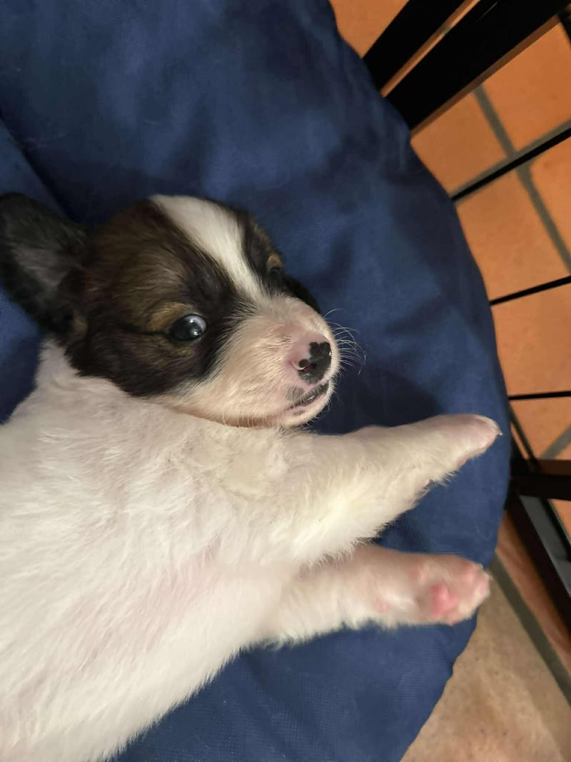 *** GEADOPTEERD  *** J E F F R E Y (te bezoeken 3020 Herent - België) 