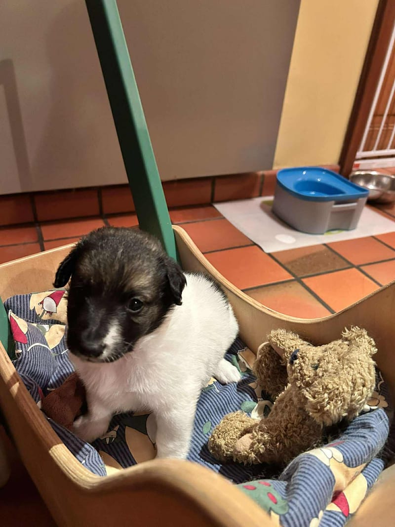 *** GEADOPTEERD ***  S H E R L O C K  (te bezoeken 3020 Herent - België) 