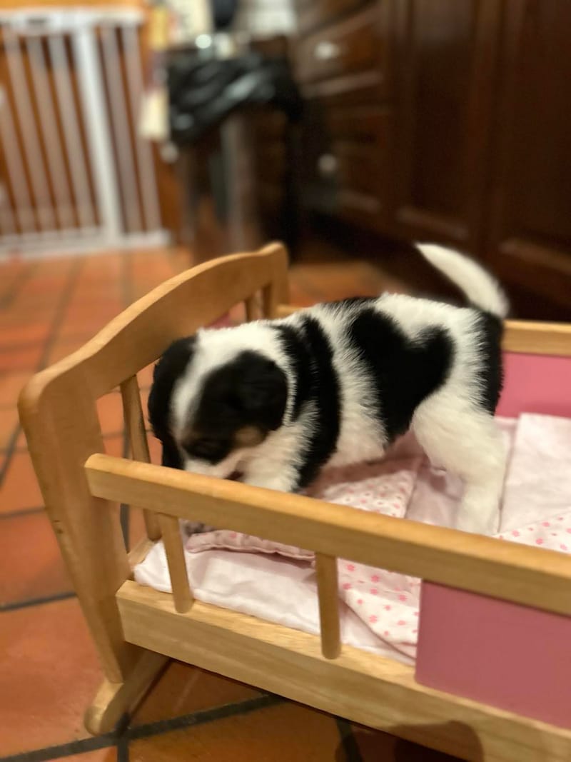 *** GEADOPTEERD *** W A T S O N  (te bezoeken 3020 Herent - België ) 