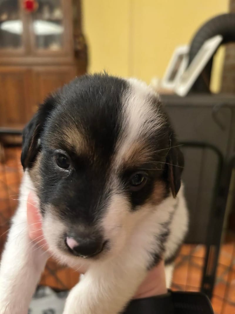 *** GEADOPTEERD *** W A T S O N  (te bezoeken 3020 Herent - België ) 