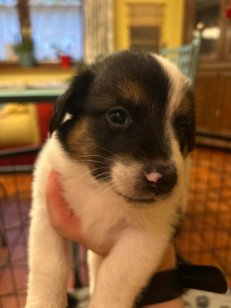 *** GEADOPTEERD *** W A T S O N  (te bezoeken 3020 Herent - België ) 