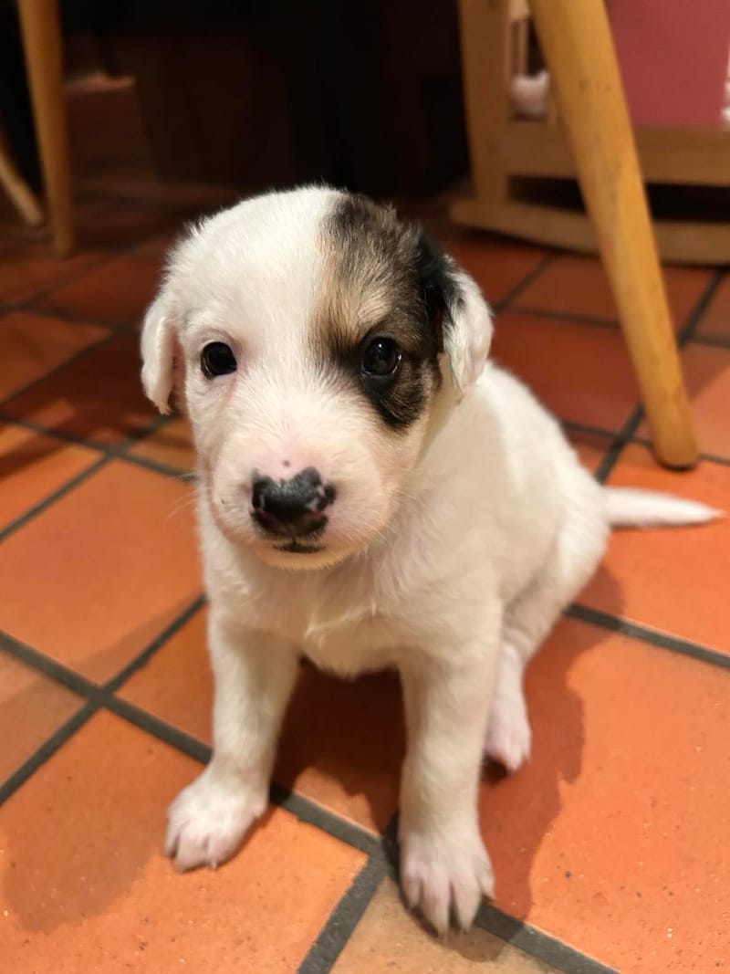 J A C K   *** GEADOPTEERD  ***   (te bezoeken 3020 Herent - België) 