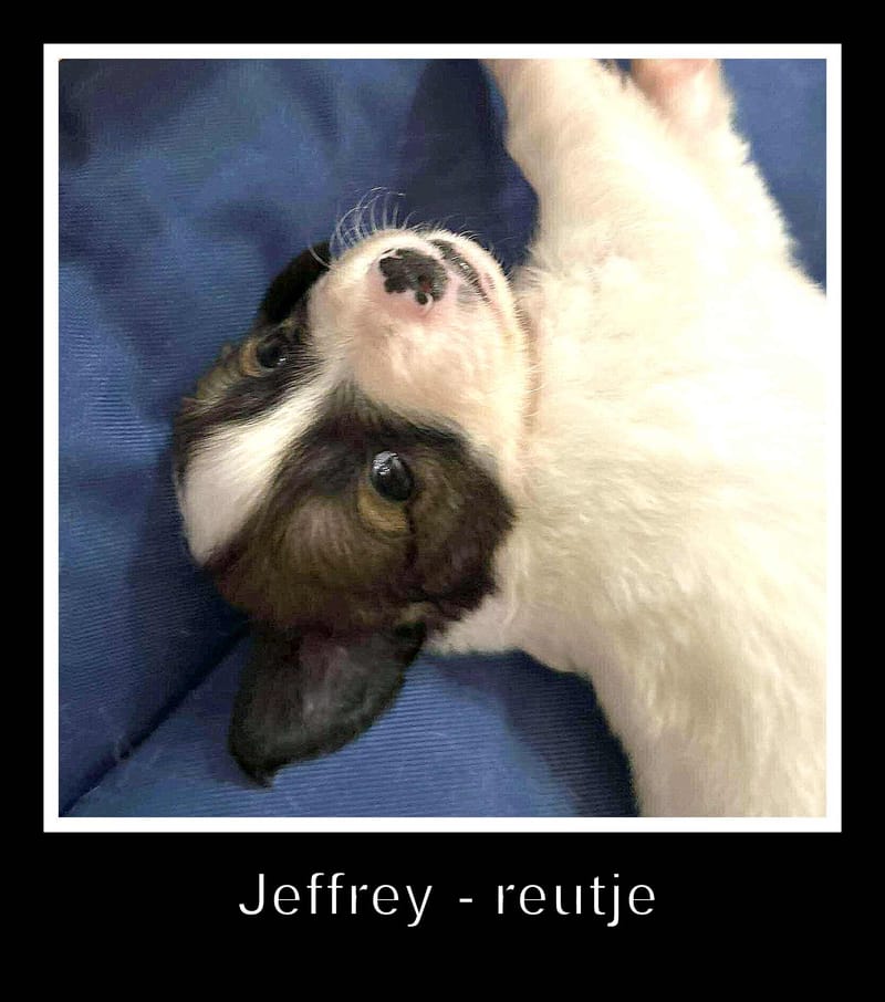 *** GEADOPTEERD  *** J E F F R E Y (te bezoeken 3020 Herent - België) 