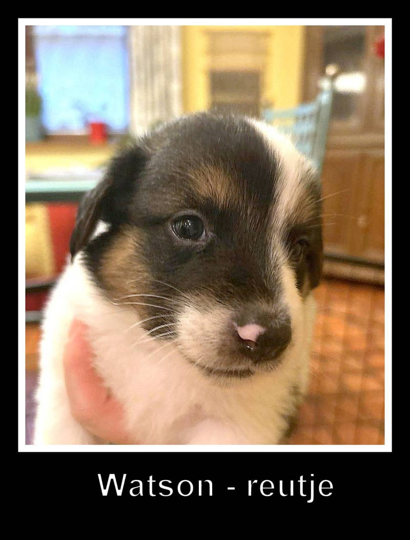 *** GEADOPTEERD *** W A T S O N  (te bezoeken 3020 Herent - België ) 