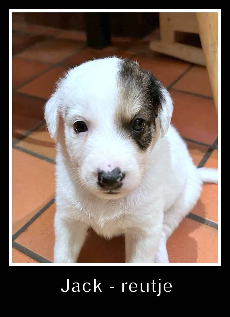 J A C K   *** GEADOPTEERD  ***   (te bezoeken 3020 Herent - België) 