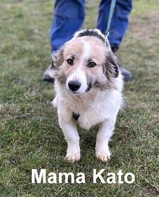 *** GEADOPTEERD ***  C H A R L O T T E  "L O T J E"  (te bezoeken 3020 Herent - België )