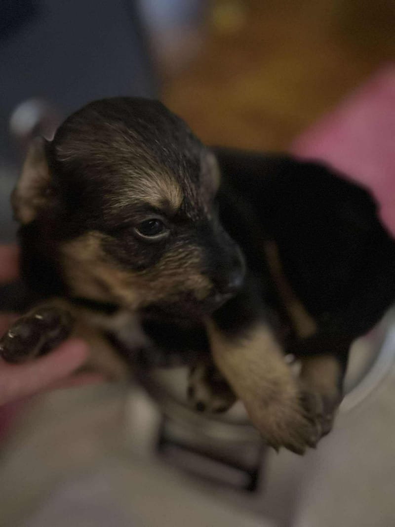 *** GEADOPTEERD ***  C H A R L O T T E  "L O T J E"  (te bezoeken 3020 Herent - België )