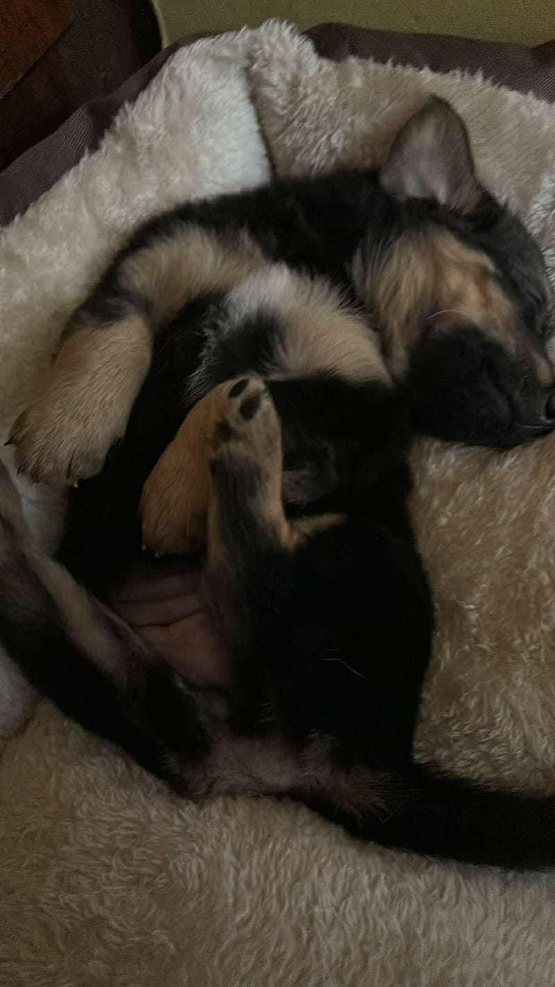 *** GEADOPTEERD ***  C H A R L O T T E  "L O T J E"  (te bezoeken 3020 Herent - België )