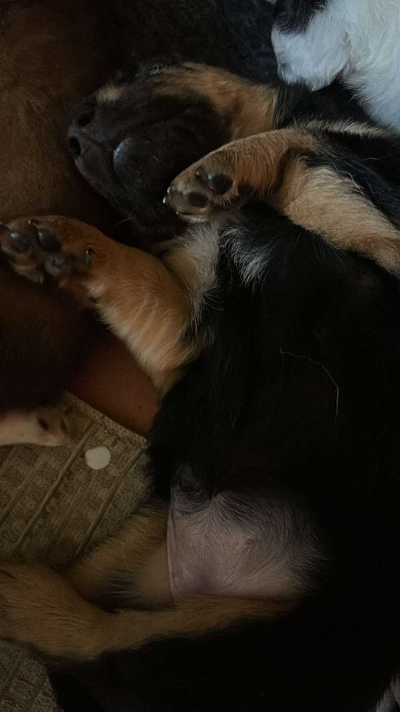 *** GEADOPTEERD ***  C H A R L O T T E  "L O T J E"  (te bezoeken 3020 Herent - België )