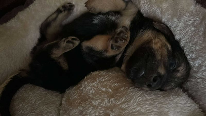 *** GEADOPTEERD ***  C H A R L O T T E  "L O T J E"  (te bezoeken 3020 Herent - België )