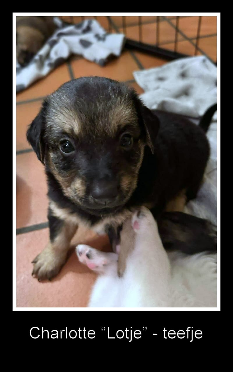 *** GEADOPTEERD ***  C H A R L O T T E  "L O T J E"  (te bezoeken 3020 Herent - België )