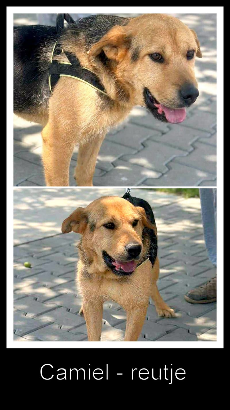 *** PRE RESERVATIE *** 💔🏡 CAMIEL HEEFT JOU NODIG – GEEF HEM EEN KANS AUB 🌟🐾