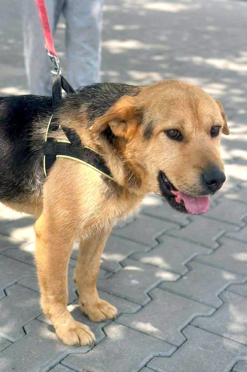 *** PRE RESERVATIE *** 💔🏡 CAMIEL HEEFT JOU NODIG – GEEF HEM EEN KANS AUB 🌟🐾