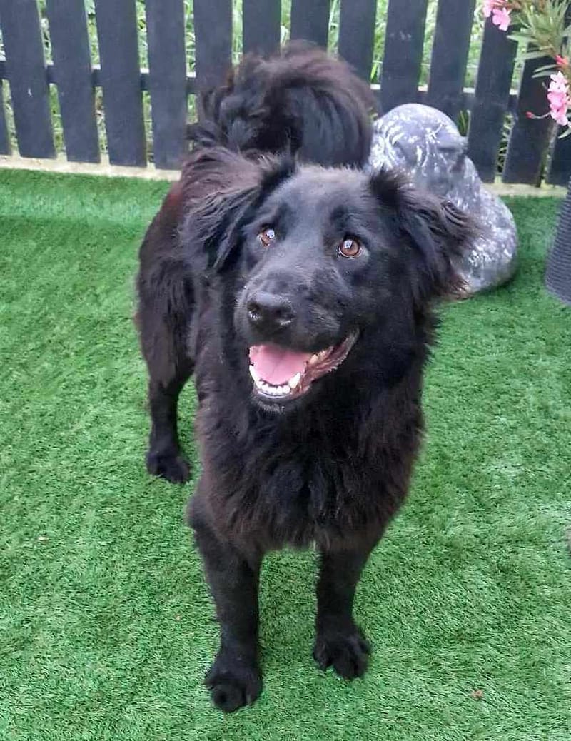 *** PRE RESERVATIE *** 🐾✨ Ontmoet F L Y N N E – jouw vrolijke beauty queen ✨🐾