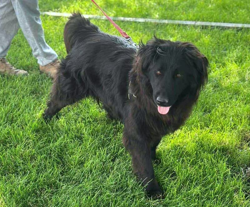 *** PRE RESERVATIE *** 🐾✨ Ontmoet F L Y N N E – jouw vrolijke beauty queen ✨🐾