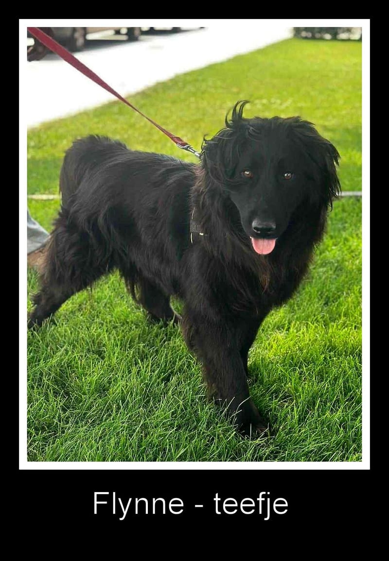 *** PRE RESERVATIE *** 🐾✨ Ontmoet F L Y N N E – jouw vrolijke beauty queen ✨🐾