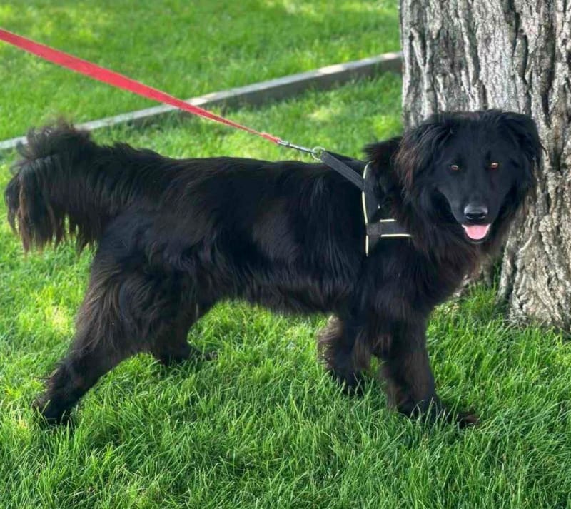 *** PRE RESERVATIE *** 🐾✨ Ontmoet F L Y N N E – jouw vrolijke beauty queen ✨🐾