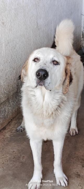 🐾 BALOO  💖 Een grote zachte knuffelbeer met een hart van goud 💖