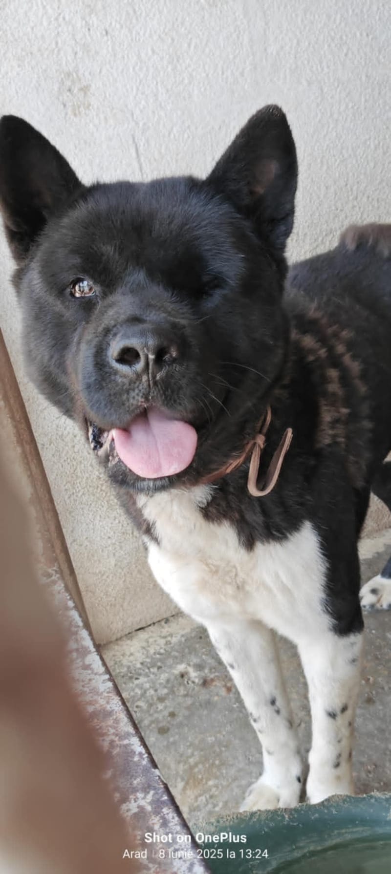 AMERICAN AKITA - COMING SOON 