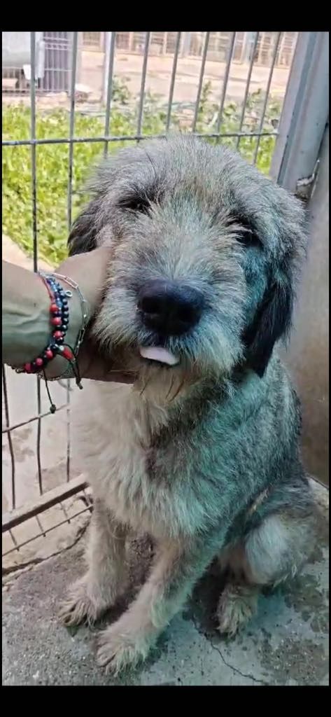 ***  PRE RESERVATIE  ***   💖 EVA "EEFJE" – een liefdevolle zachtaardige schoonheid 💖