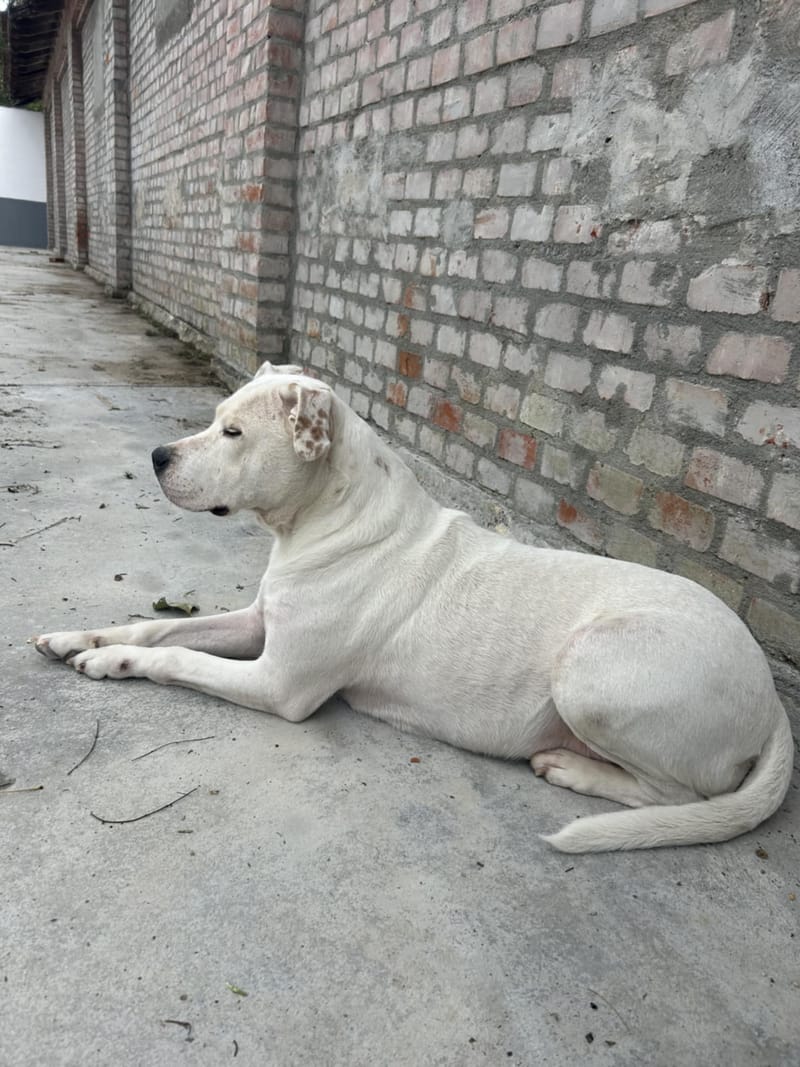 🐾❤️ Zal 2025 eindelijk het jaar worden waarin ALBA haar gouden mand vindt? ❤️🐾