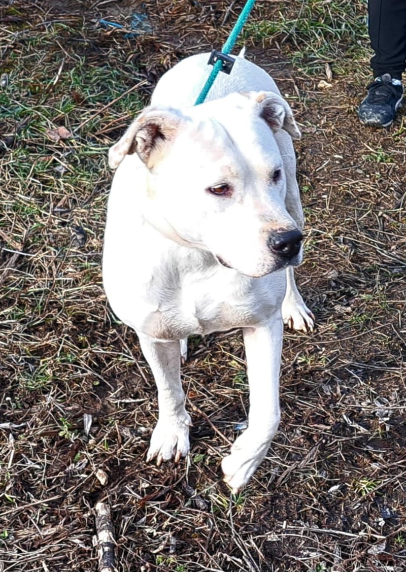 🐾❤️ Zal 2025 eindelijk het jaar worden waarin ALBA haar gouden mand vindt? ❤️🐾