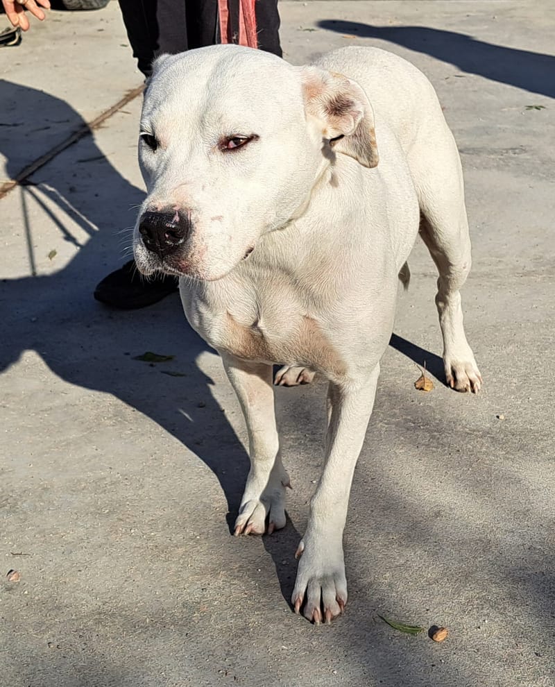 🐾❤️ Zal 2025 eindelijk het jaar worden waarin ALBA haar gouden mand vindt? ❤️🐾