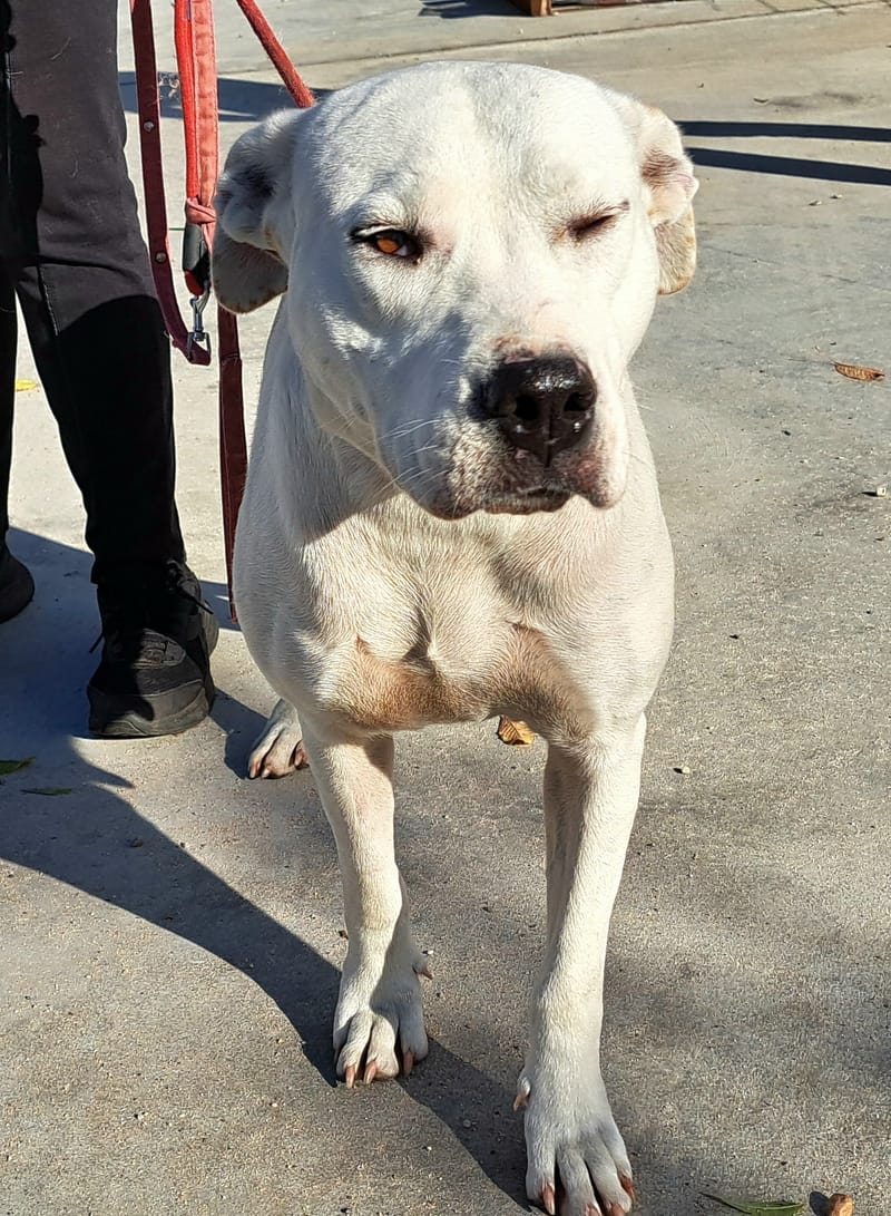 🐾❤️ Zal 2025 eindelijk het jaar worden waarin ALBA haar gouden mand vindt? ❤️🐾