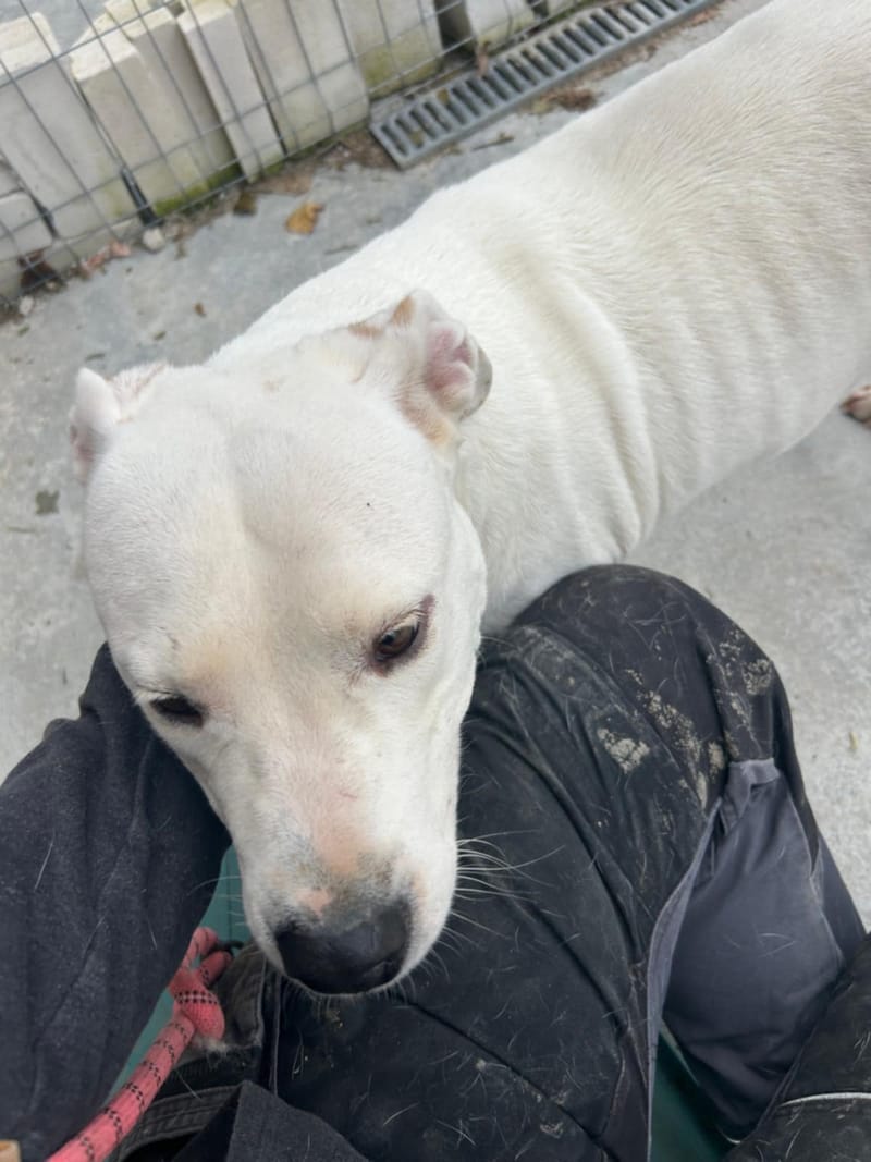 🐾❤️ Zal 2025 eindelijk het jaar worden waarin ALBA haar gouden mand vindt? ❤️🐾