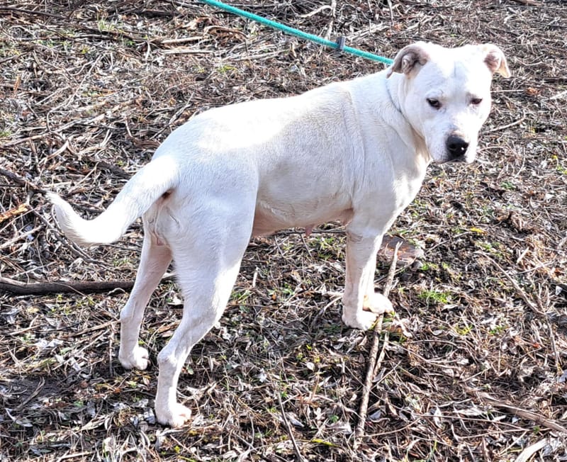 🐾❤️ Zal 2025 eindelijk het jaar worden waarin ALBA haar gouden mand vindt? ❤️🐾