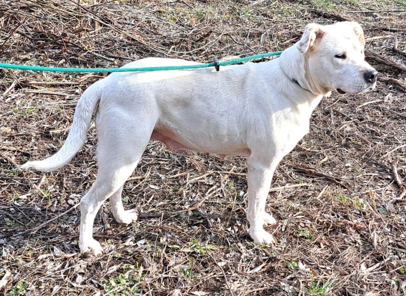 🐾❤️ Zal 2025 eindelijk het jaar worden waarin ALBA haar gouden mand vindt? ❤️🐾