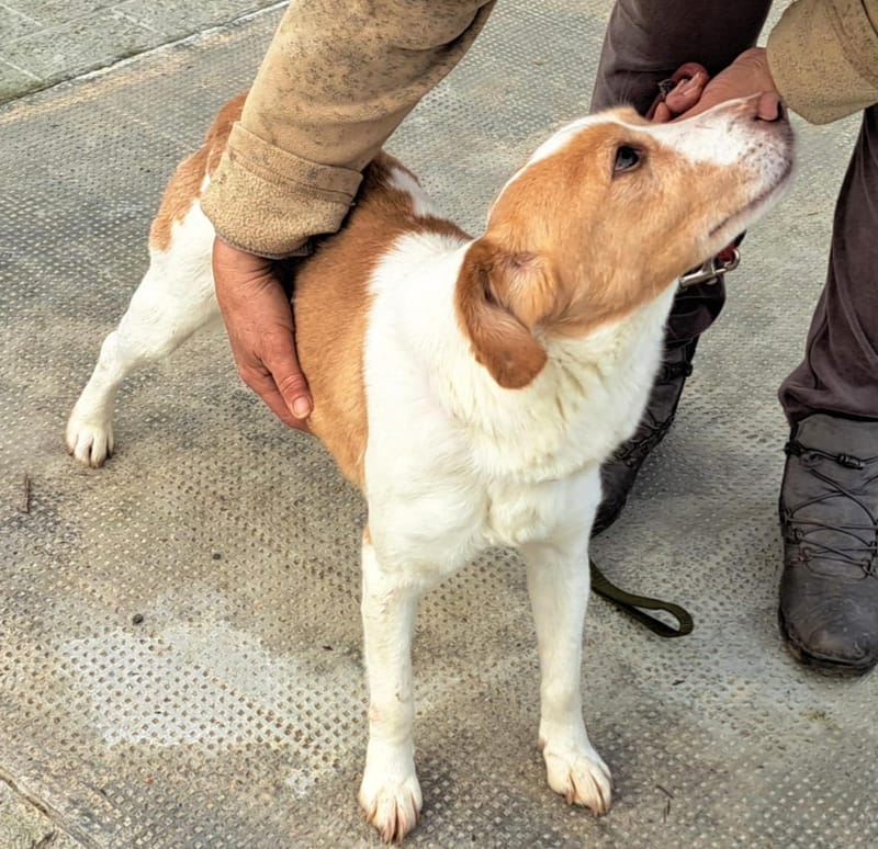 🐾❤️ Mag 2025 eindelijk het jaar worden waarin KATE alias "KAATJE" al haar pech achter zich laat? ❤️🐾