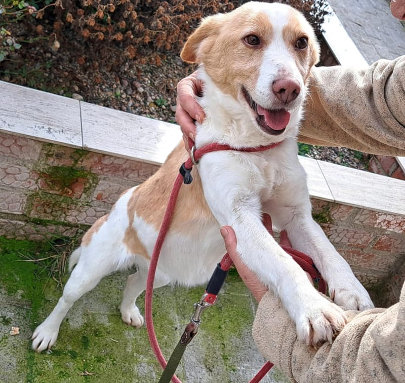 🐾❤️ Mag 2025 eindelijk het jaar worden waarin KATE alias "KAATJE" al haar pech achter zich laat? ❤️🐾
