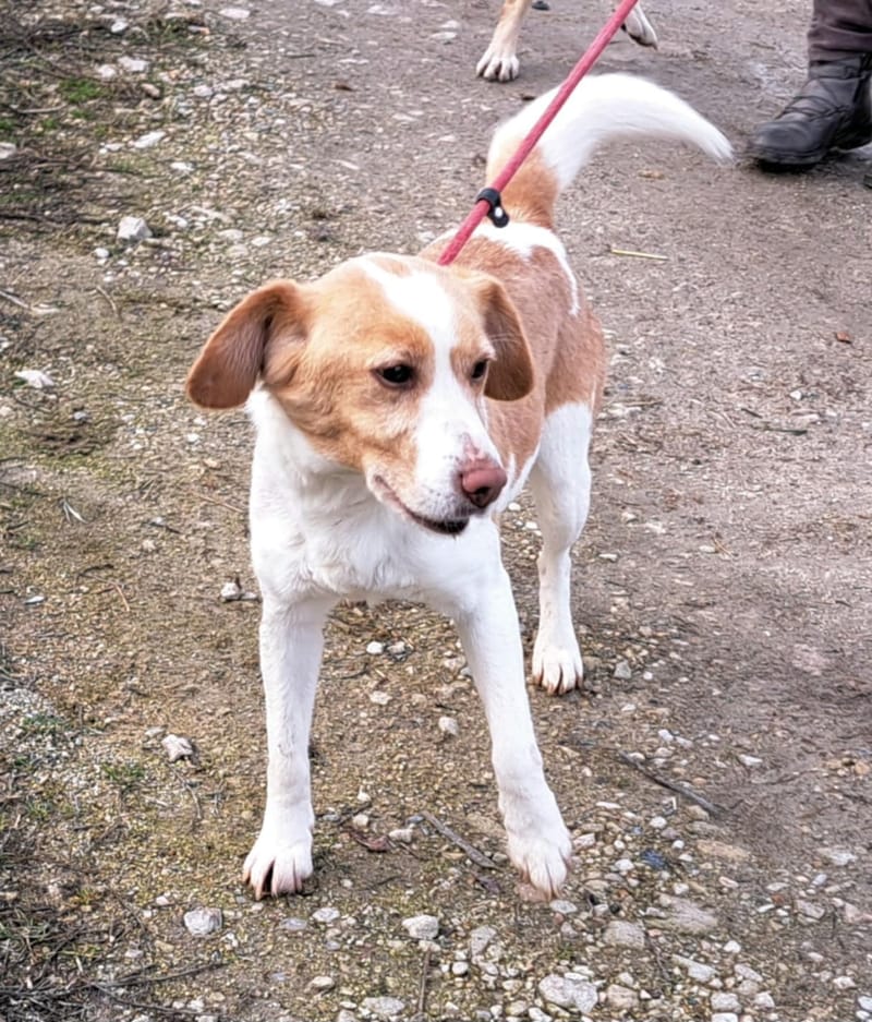 🐾❤️ Mag 2025 eindelijk het jaar worden waarin KATE alias "KAATJE" al haar pech achter zich laat? ❤️🐾